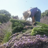 Desert Lavender Botanical Fragrance by Los Poblanos Farm